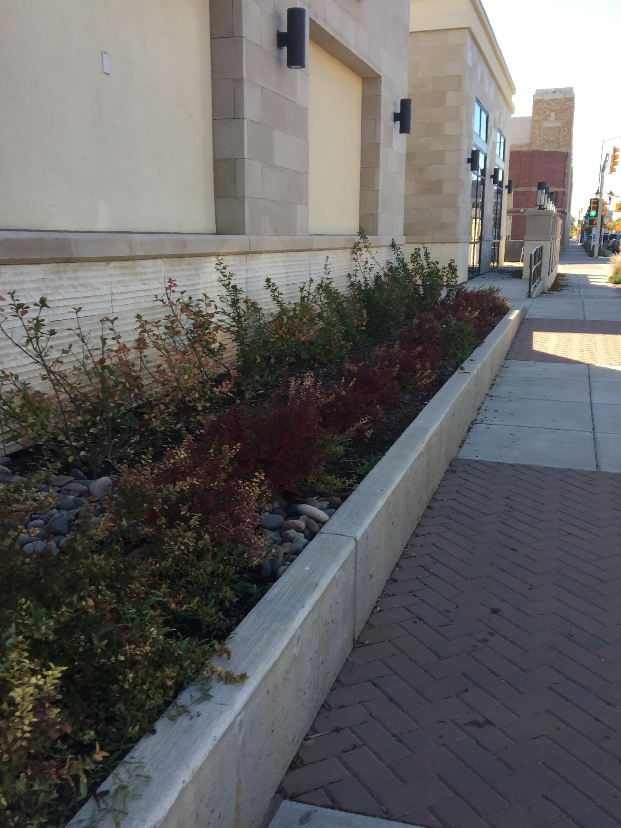 Modern landscape design featuring geometric plant arrangements