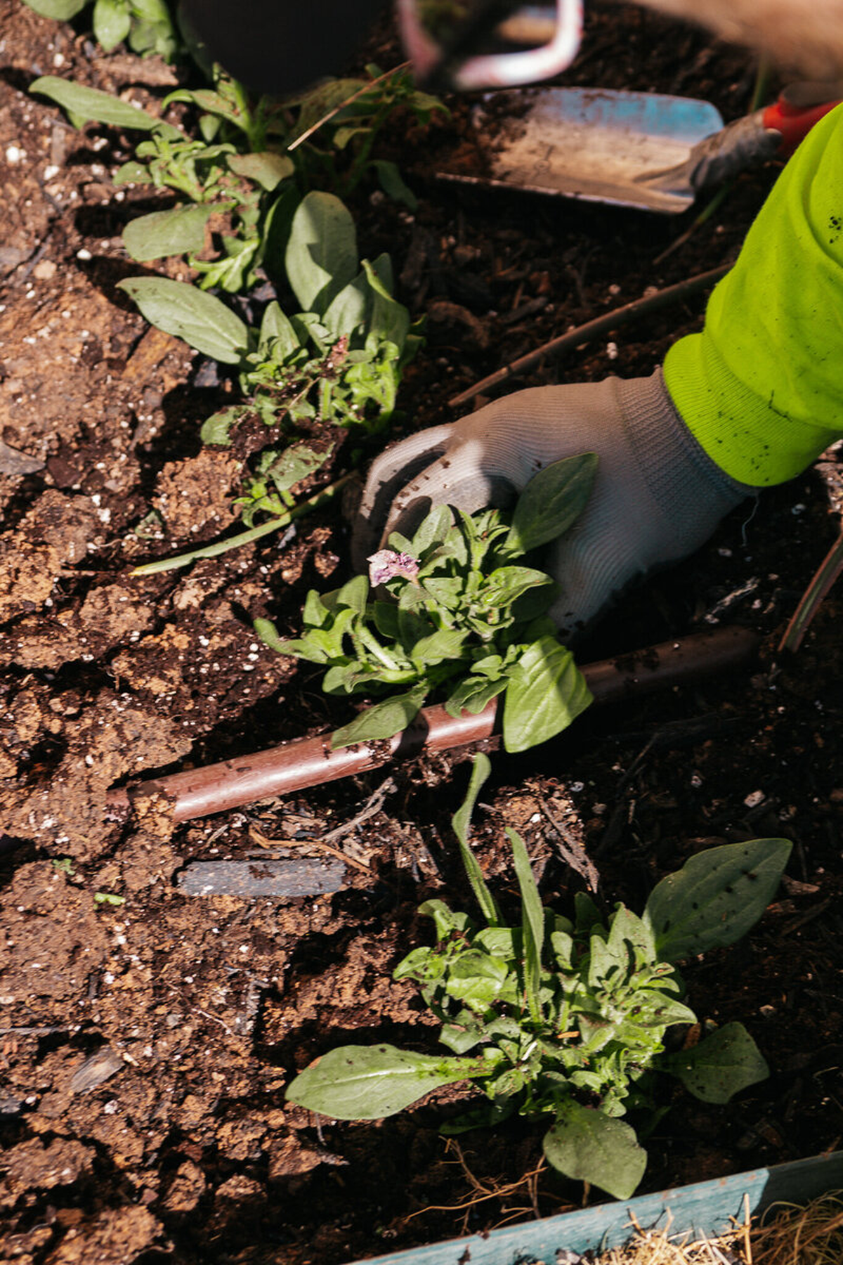 Verde Landscape maintenance team providing professional outdoor services including lawn care, plant maintenance, and irrigation system management